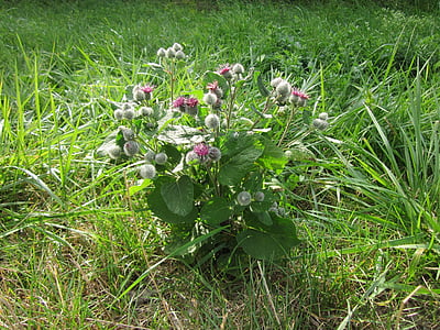 Arctium tomentosum, bardane duveteuse, bardane laineux, bardane, plante, fleurs sauvages, piquant