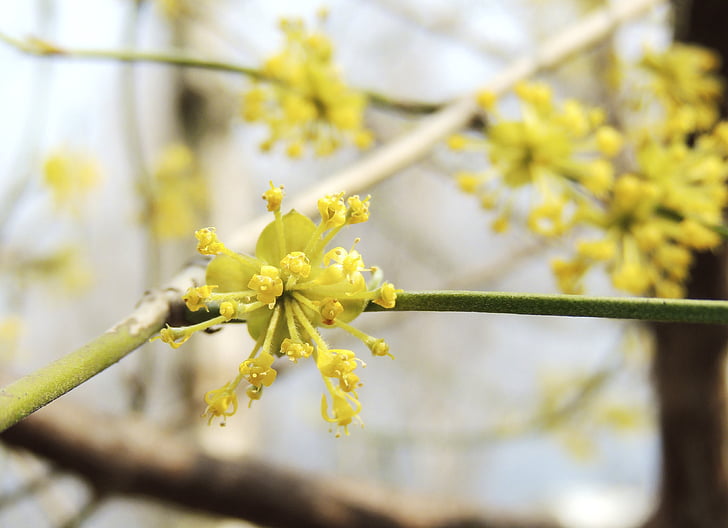 květ, Bloom, květ, fruegling, žlutá, Barva, Příroda