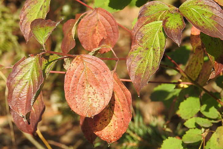 πολύχρωμα φύλλα, το φθινόπωρο, χρώματα του φθινοπώρου, φύλλωμα πτώσης, πολύχρωμο, φύλλα, αναδύονται