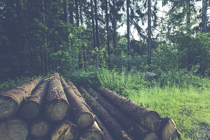 forest, logs, nature, trees, wood