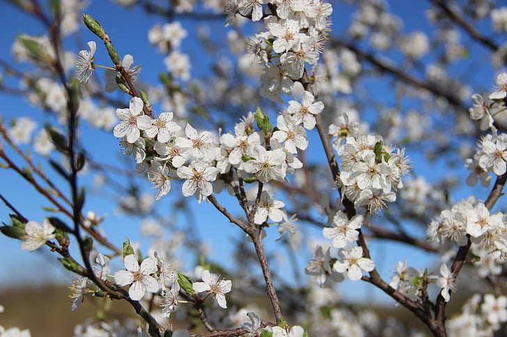 jaro, květiny, Příroda, Bloom, závod, makro