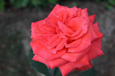 Róża, kwiat, ogród, czerwony, Valentine, ślub, romantyczny