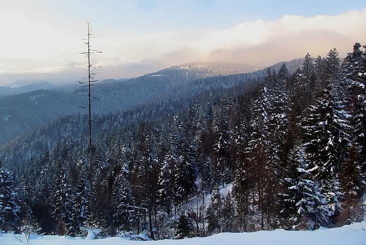 mountains, prehyba, landscape, poland, forest, winter, cold temperature