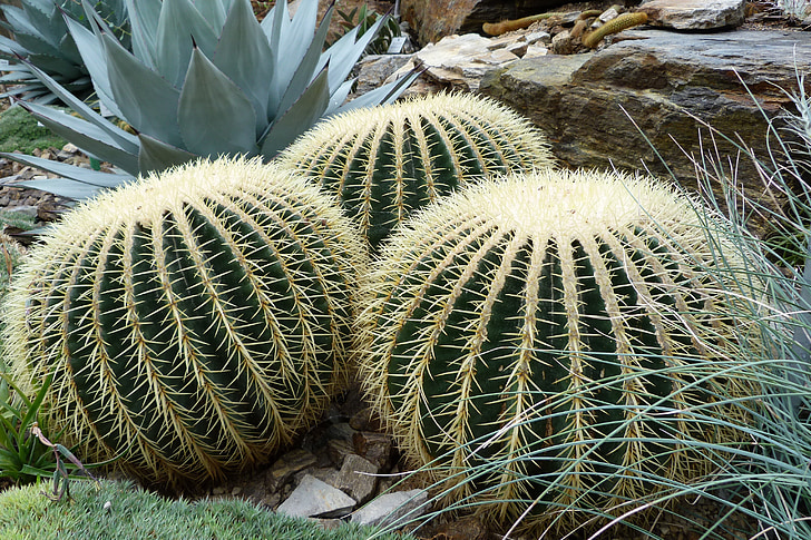Luonto, Sting, Cactus, Cactaceae, Echinocactus grusonii, pallomainen, piikikäs