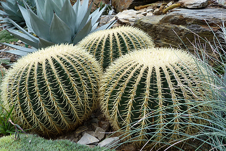Natura, żądło, Kaktus, Cactaceae, Echinocactus grusonii, kuliste, kłujące