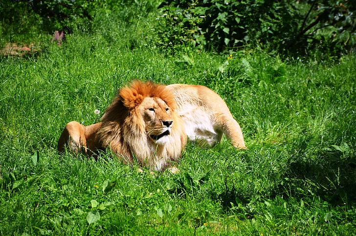 Lion, animaux sauvages, animal, paire