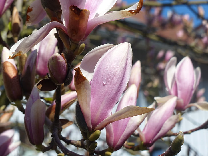 Magnolia, flor, floración, Rocío, frühlingsblüher