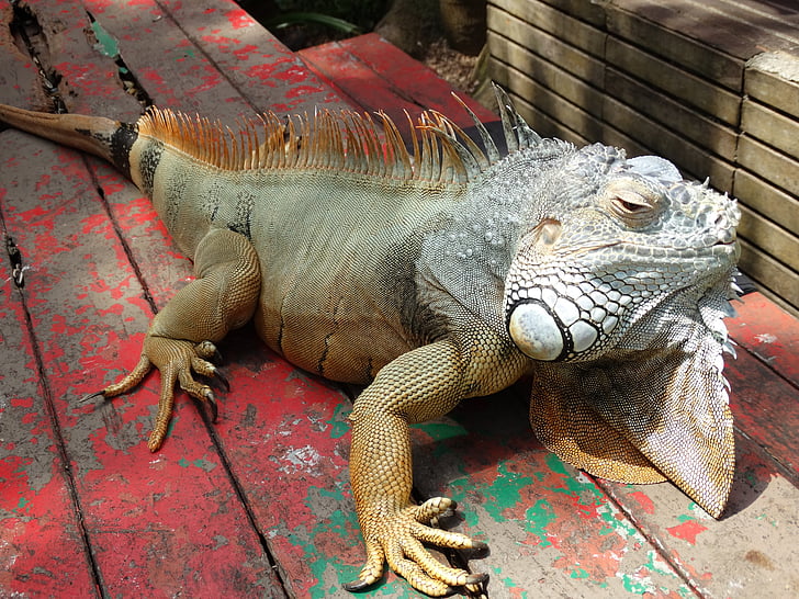 Iguana, reptil, Tropical, djur, Dragon, ödla, naturen