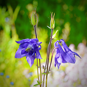 Columbine, společné columbine, hahnenfußgewächs, květ, Bloom, Flora, modrá