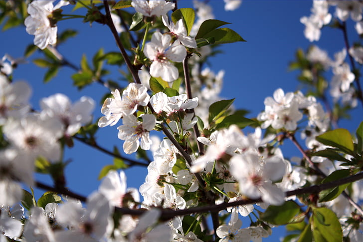 Cherry, flori albe albastru fundal, alb, albastru, floare de cires, floare, natura