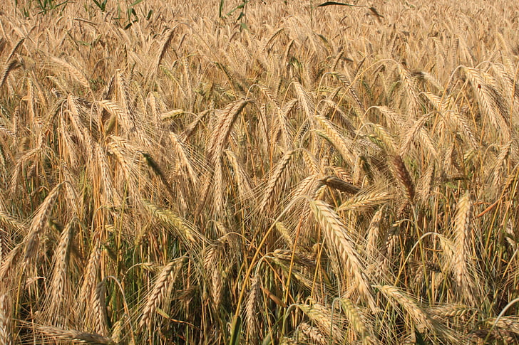 agriculture, cereals, curved, ears, filed, golden, ripe
