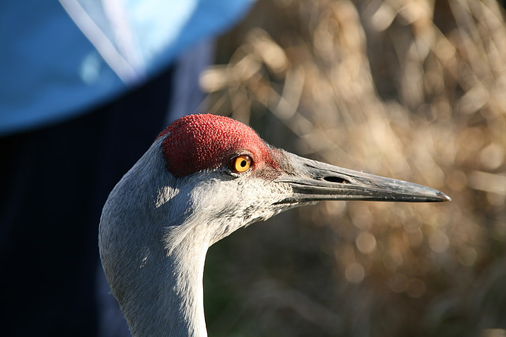 minore sandhill crane, testa, becco, uccello, grande, Ritratto, fauna selvatica