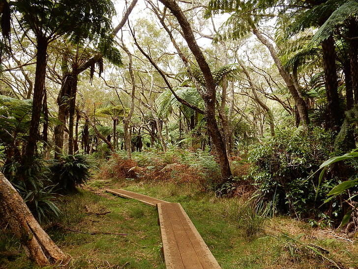 elsődleges erdőt, túrázás, Reunion-sziget, természet, fa, erdő, gyalogút