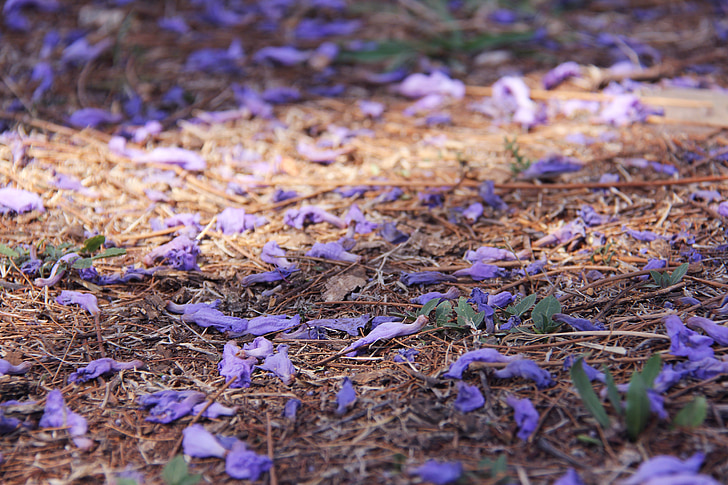fantastinen, violetti, puut, Kaunis, Jakaranda puiden, Pretoria, Johannesburg