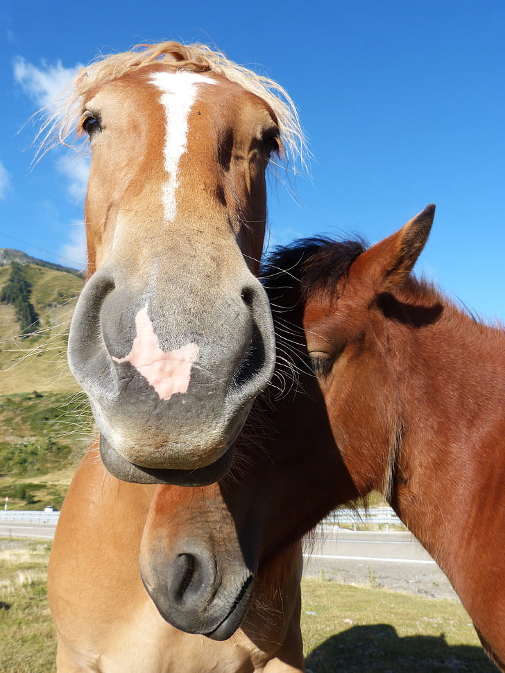 cavalls, parella, Vall d'Aran, Pirineus, tendresa, cavall, animal