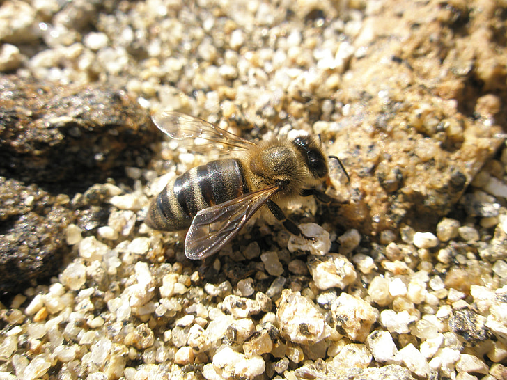 bee, insects, bees