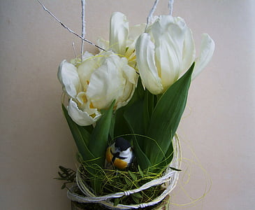 Tulipani bianchi, pianta bulbosa, fiore di primavera, decorazione, natura, bouquet, uccello