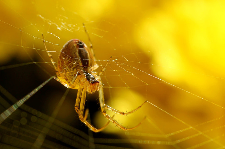 Spinne, Netzwerk, Natur, in der Nähe, Spinnennetz, Insekt, Makro