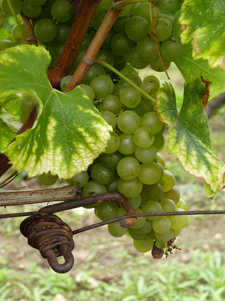 Dordogne, Bergerac, vīnogulāji, montbazillac