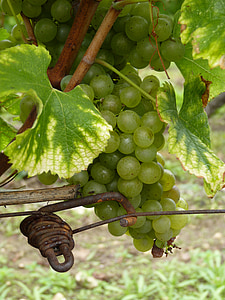 Dordogne, Bergerac, vinice, montbazillac