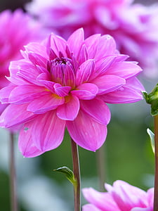 Dahlia, Hoa, mùa hè, màu hồng, Sân vườn