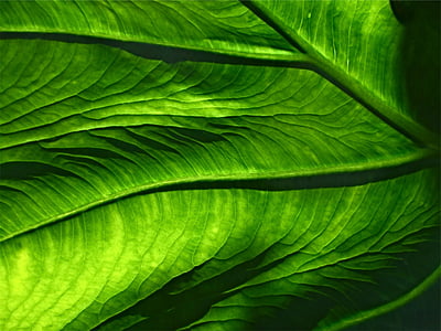 poco profundas, enfoque, Fotografía, verde, hoja, hojas, color verde