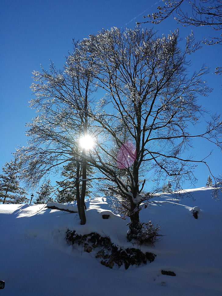 winterse, sneeuw, sneeuwlandschap, winter magic, boom, wandelen, natuur