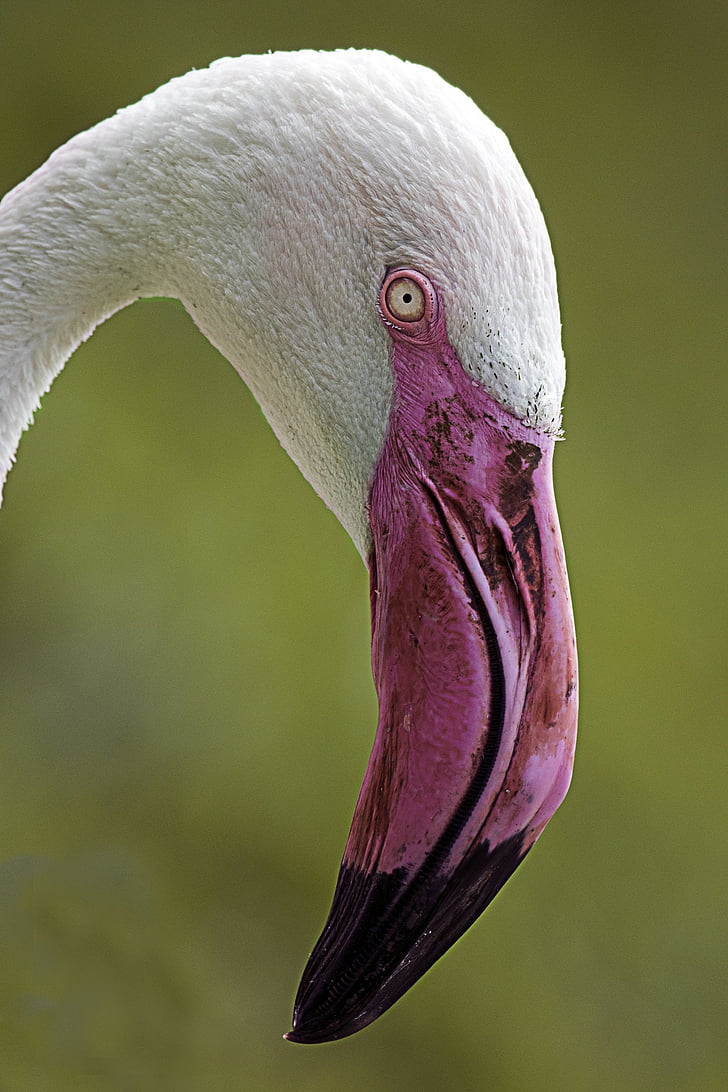 Flamingo, vogel, roze snavel, natuur, Wild, dieren in het wild, dierentuin