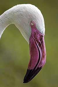 Flamingo, putns, rozā knābis, daba, savvaļā, savvaļas dzīvnieki, zooloģiskais dārzs