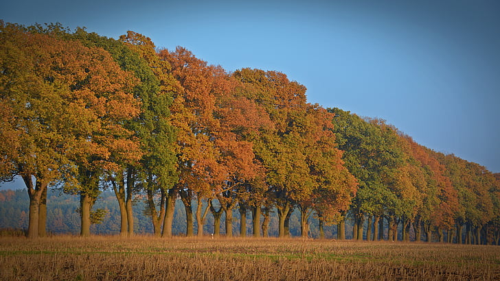 Осень, деревья, проспект, цвета осени, время года, farbenpracht, обсаженной деревьями авеню