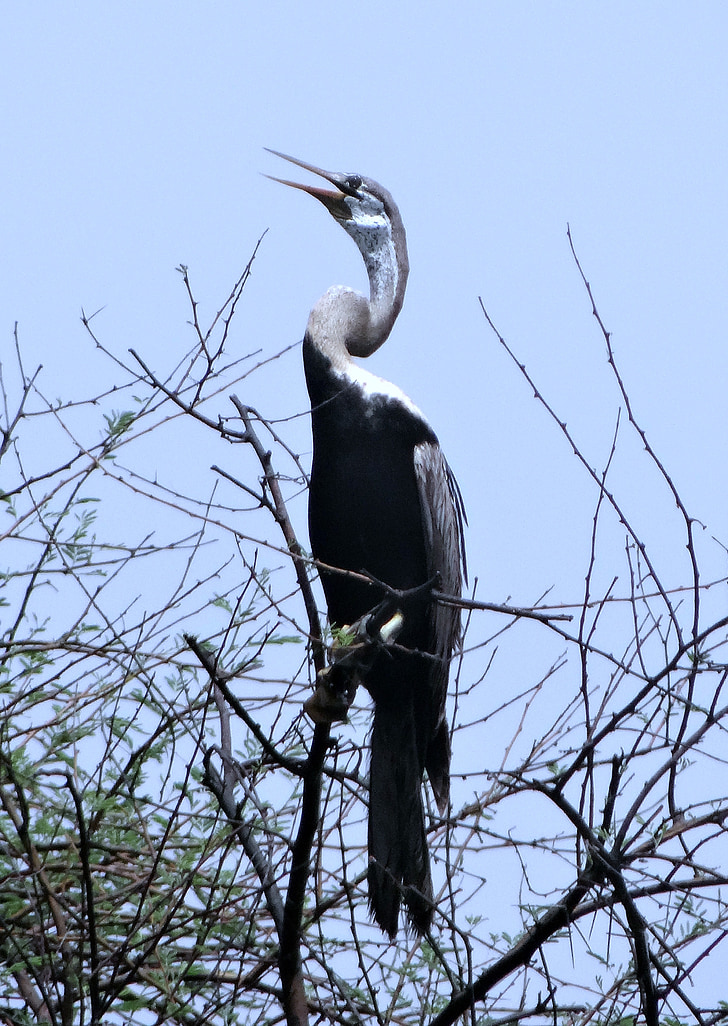 høstlibelle, snakebird, waterbird, anhingidae, fuglen, bharatpur nasjonalpark, India