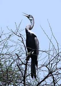 Darter, snakebird, Waterbird, anhingidae, burung, Taman Nasional Bharatpur, India