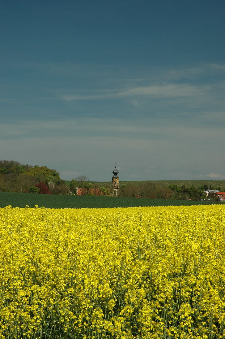 spring, oilseed rape, yellow, landscape, field, rape blossom, field of rapeseeds