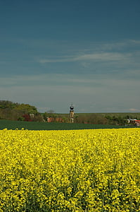 Primavera, colza, amarelo, paisagem, campo, flor de estupro, campo de colza