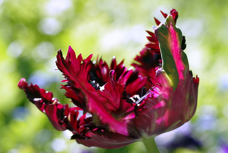 flor, irregulares, Tulipa, framboesa, vermelho, escuro, estranho
