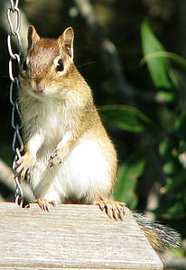 Amerikai csíkosmókus, tamias striatus, legnagyobb észak-amerikai mókus faj, moneymore, Ontario, Kanada, mókus