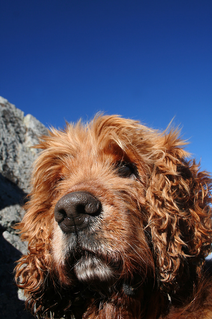 Kokerspanieliai, šuns portretas, šuo, mėlynas dangus, šuo profilis, rudas šuo, mažos veislės