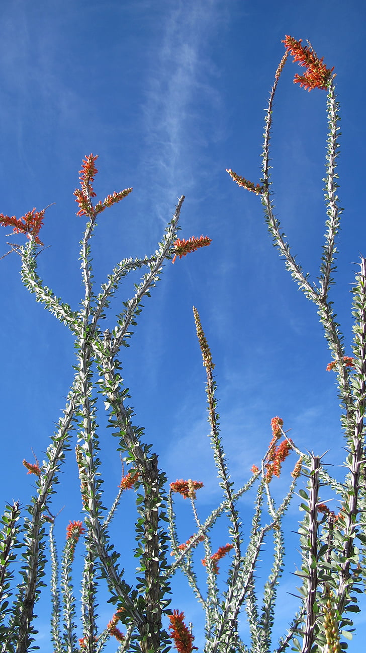 púštne rastliny, ocotillo, Príroda, Tucson, Arizona, Sonoran púšti, Chihuahuan desert