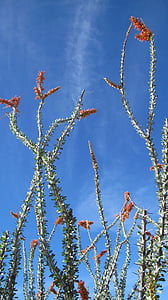 пустынные растения, Окотильо, Природа, Тусон, Аризона, Пустыня Сонора, Чиуауан пустыне