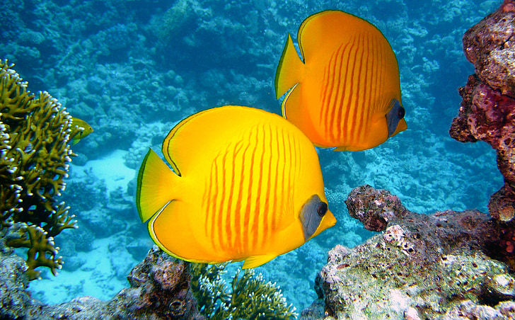 zitronenfalter fish, fish, exotic, tropical, yellow, diving, underwater