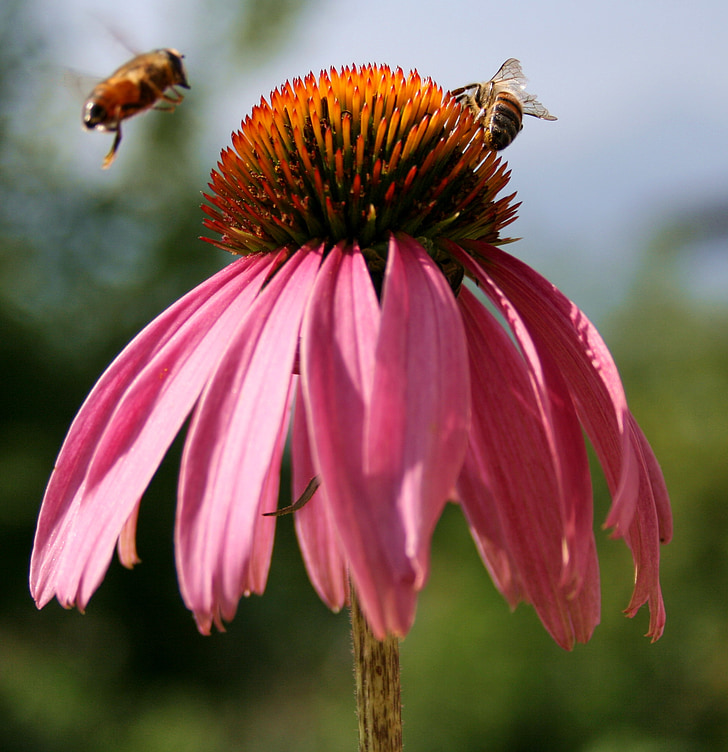 abelha, flor, macro, inseto, néctar, abelha melífera, flor