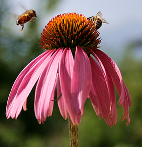 bee, flower, macro, insect, nectar, honeybee, blossom