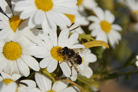 insecte, abella, gota d'aigua, flor, flor, ingesta d'aliments, pol·linització