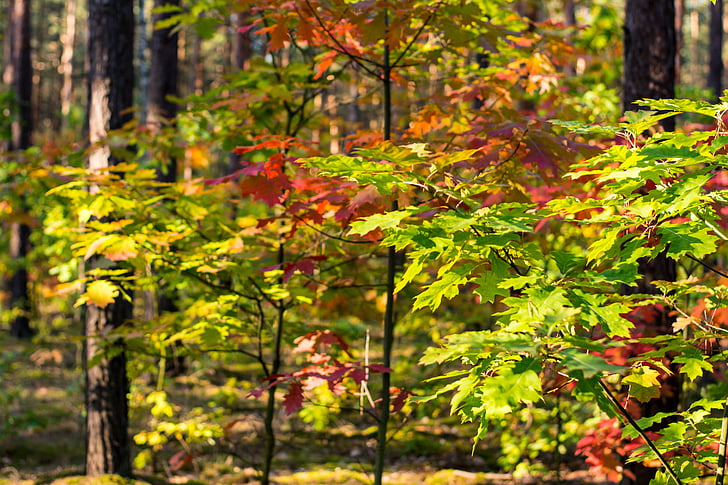 hösten, lövverk, röd, gula blad, skogen i höst, höstlöven, oktober