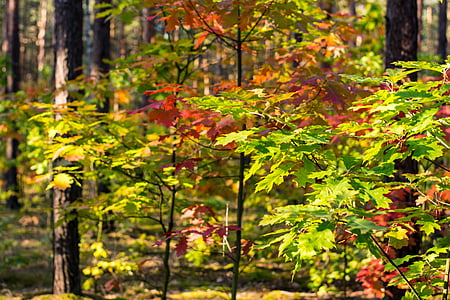 podzim, listoví, červená, žluté listy, Les na podzim, podzimní listí, října