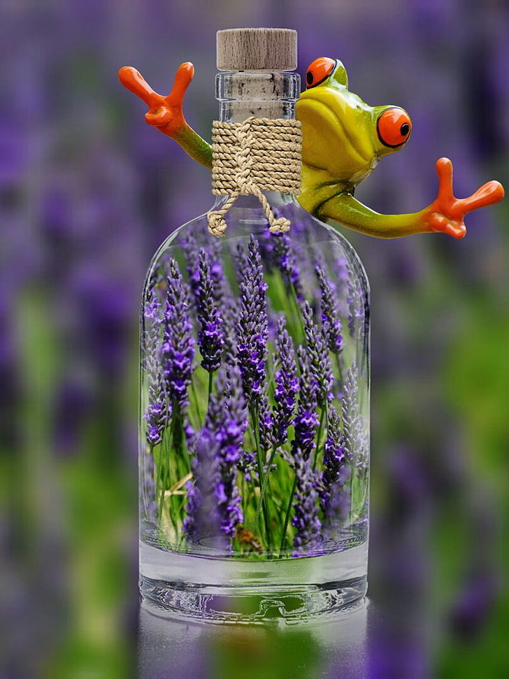 lavender, bottle, frog, funny, plant, spring, purple