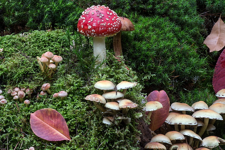 森林, 青苔, 蘑菇, moss fliegenpilz, 森林的地面, 板栗, 真菌
