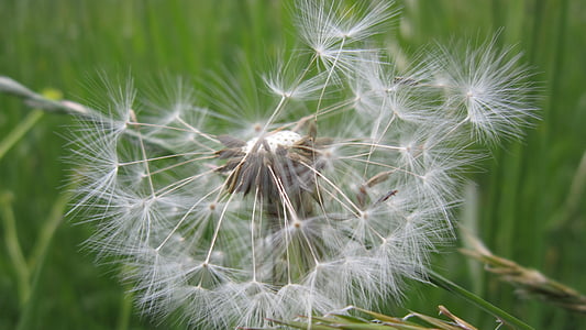 dandelion, pointed flower, meadow, seeds, nature, umbrella, wind