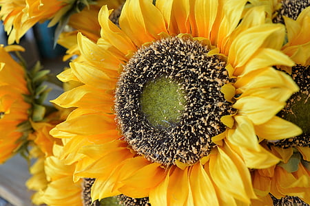 bunga, bunga matahari, tanaman, plastik, musim panas, Italia, keberuntungan