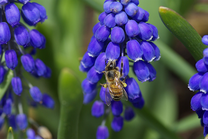 grape hyacinth, flower, bee, nature, insect, macro